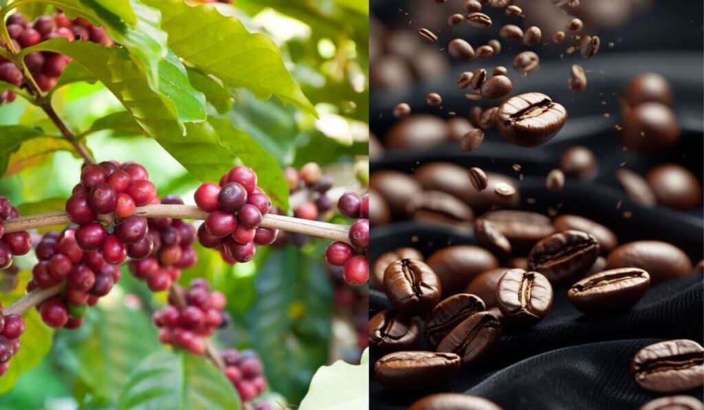 Coffee from Farm to Table Immersive Experience