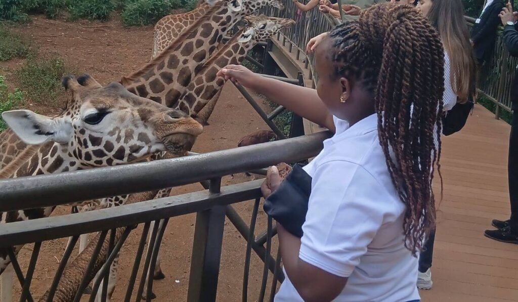 Hand feeding Giraffes at Giraffe Center