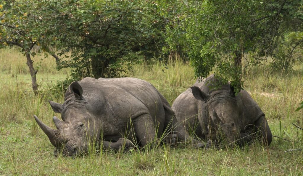 rhino conservation in purpose-driven safaris