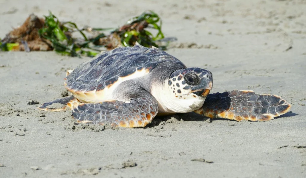 Coastal Conservation