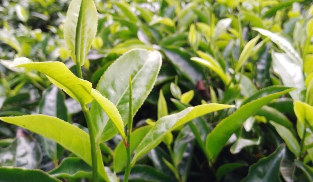 Tea Farm immersive experiences