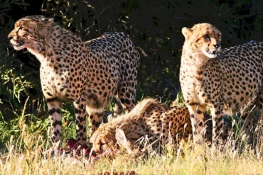 Beyond the Safari Checklist to Deeper Connection