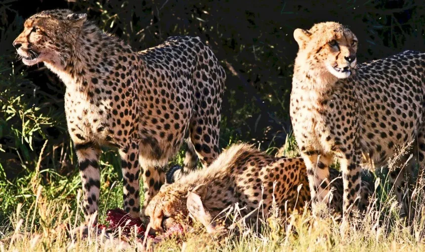 Purposeful Travel in Kenya: Beyond the Checklist to Deeper Connection