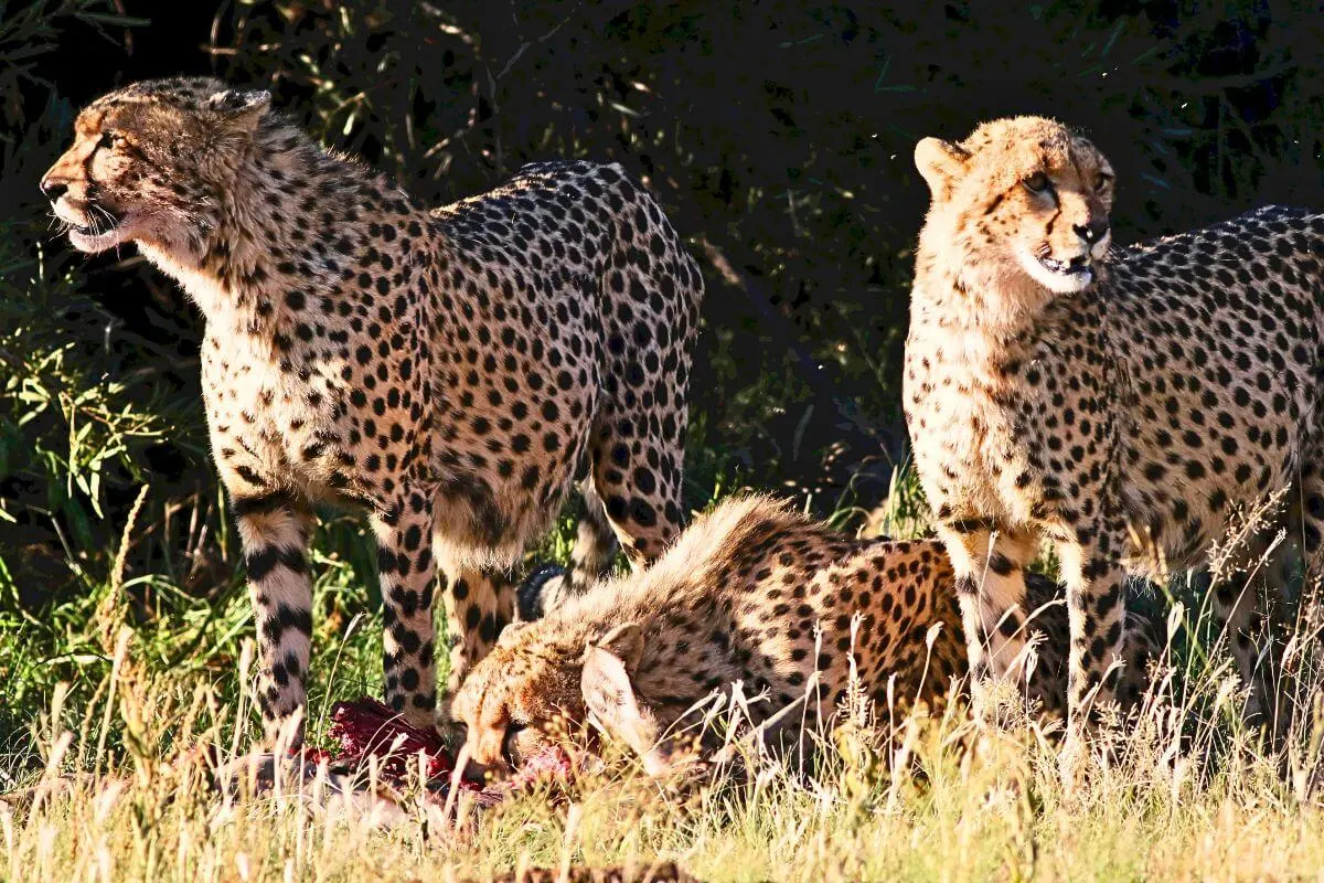 Beyond the Safari Checklist to Deeper Connection