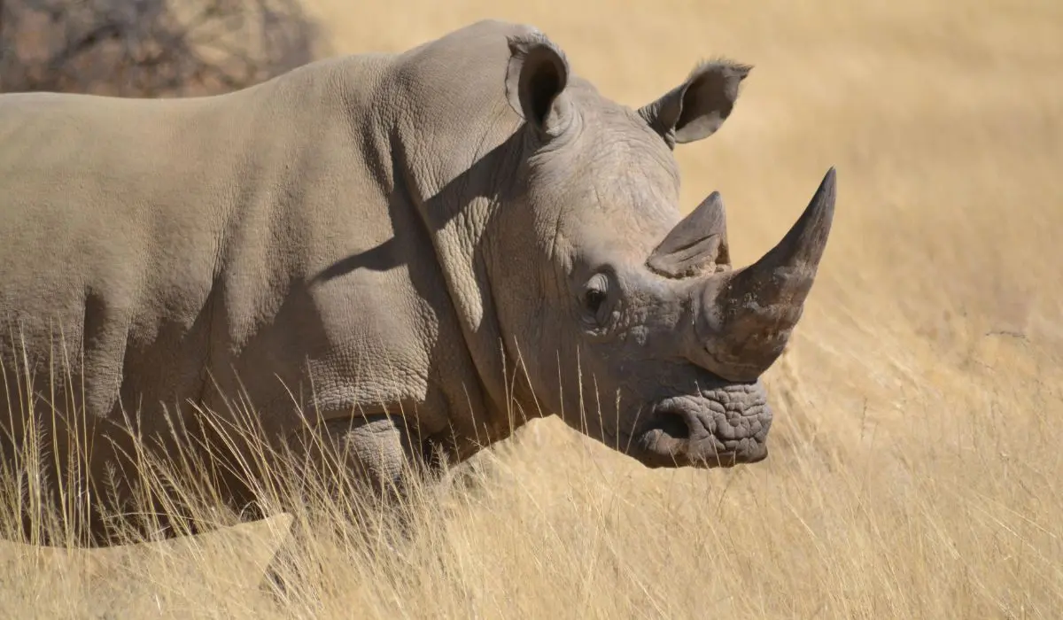 Conservation Immersion