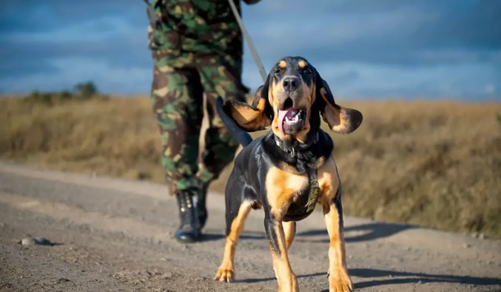 Accompany the dog tracking anti-poaching unit