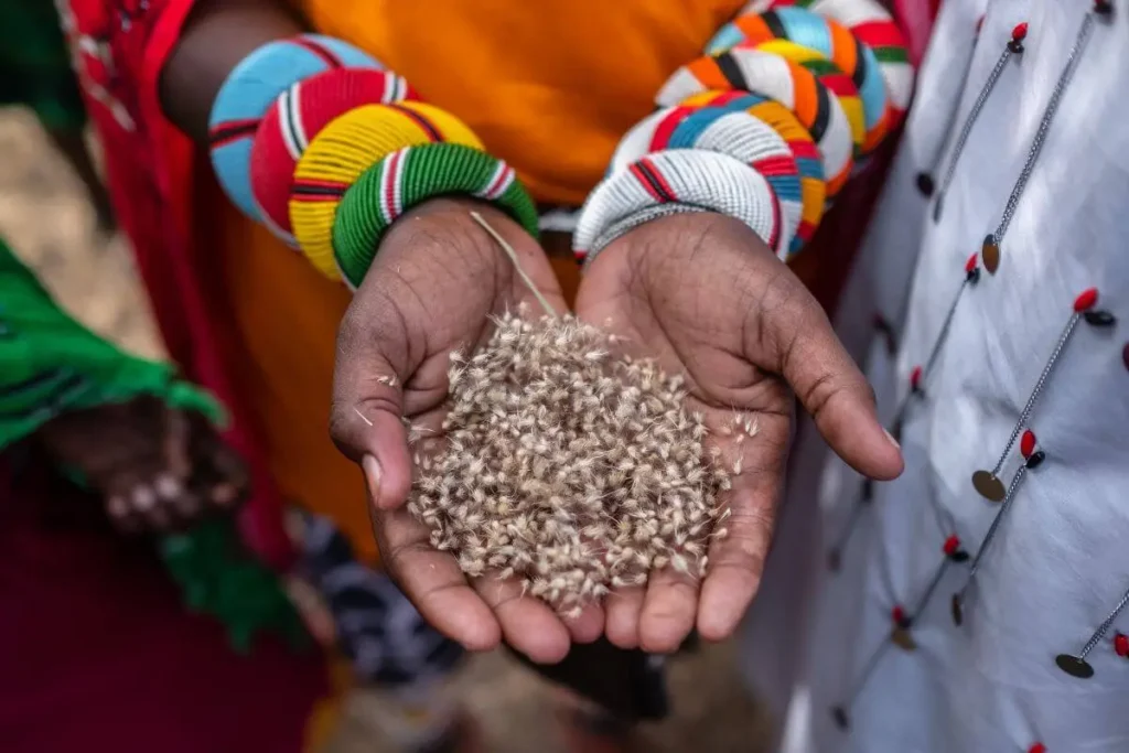 Learn from Samburu communities, engage in rangeland restoration activities. 
