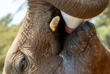 Thoughtful Traveler’s Guide to a Conservation Safari in Kenya