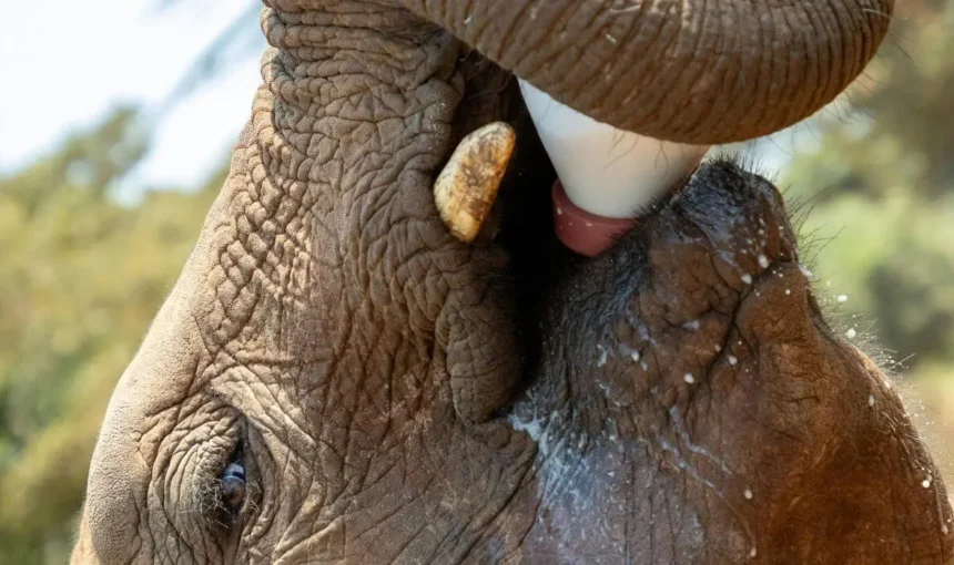 The Thoughtful Traveler’s Guide to a Conservation Safari in Kenya