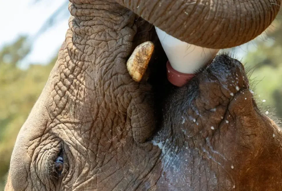 Thoughtful Traveler’s Guide to a Conservation Safari in Kenya