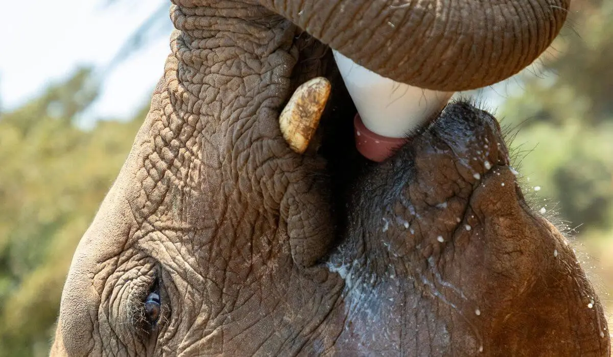 Thoughtful Traveler’s Guide to a Conservation Safari in Kenya