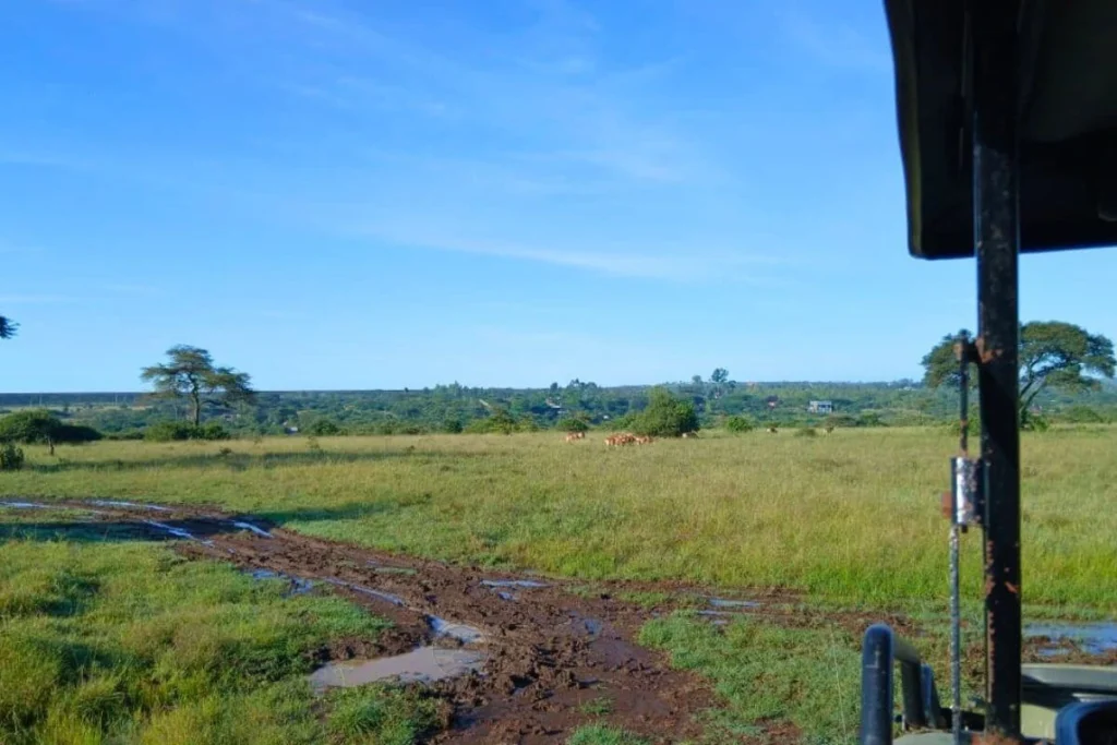 Build a connection with the land, wildlife, and community during the best conservation safaris in Kenya