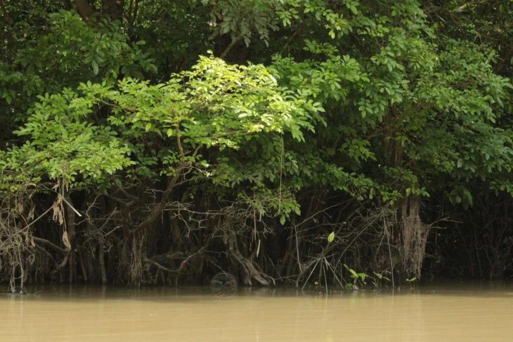 Mangrove restoration at the coast with the best conservation safaris in Kenya