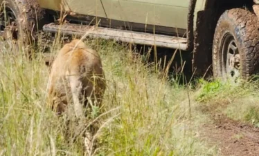 A lion during a Nairobi National Park Tour