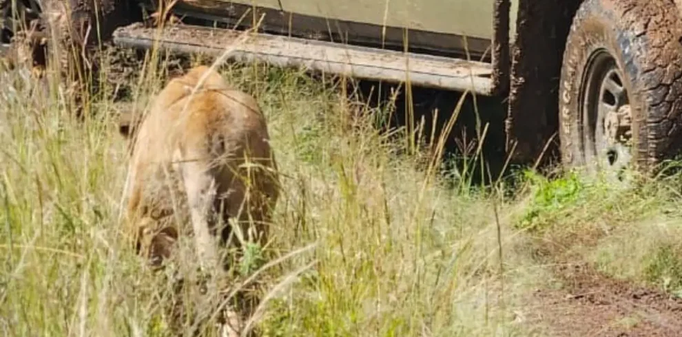 A lion during a Nairobi National Park Tour