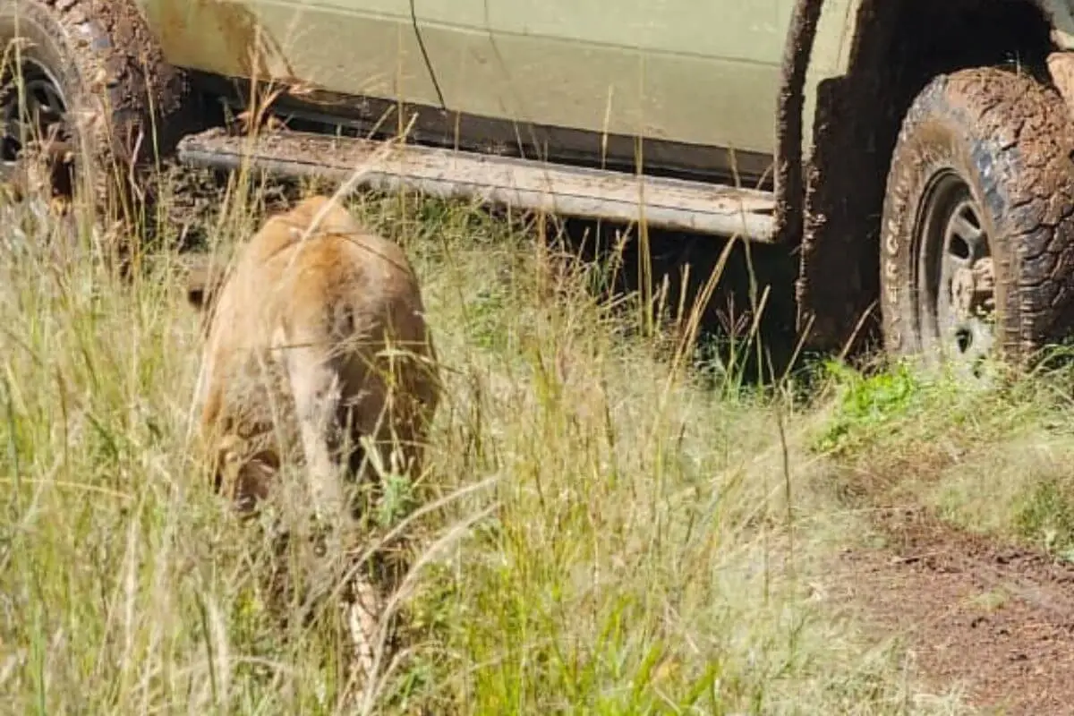 A lion during a Nairobi National Park Tour