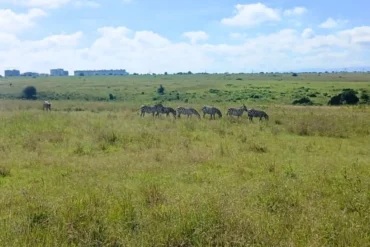 Wildlife in Nairobi National Park with city skyline – best conservation safari Kenya