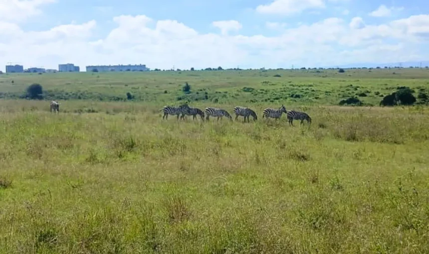 Best Conservation Safaris in Kenya for Travelers Who Want to Make a Difference