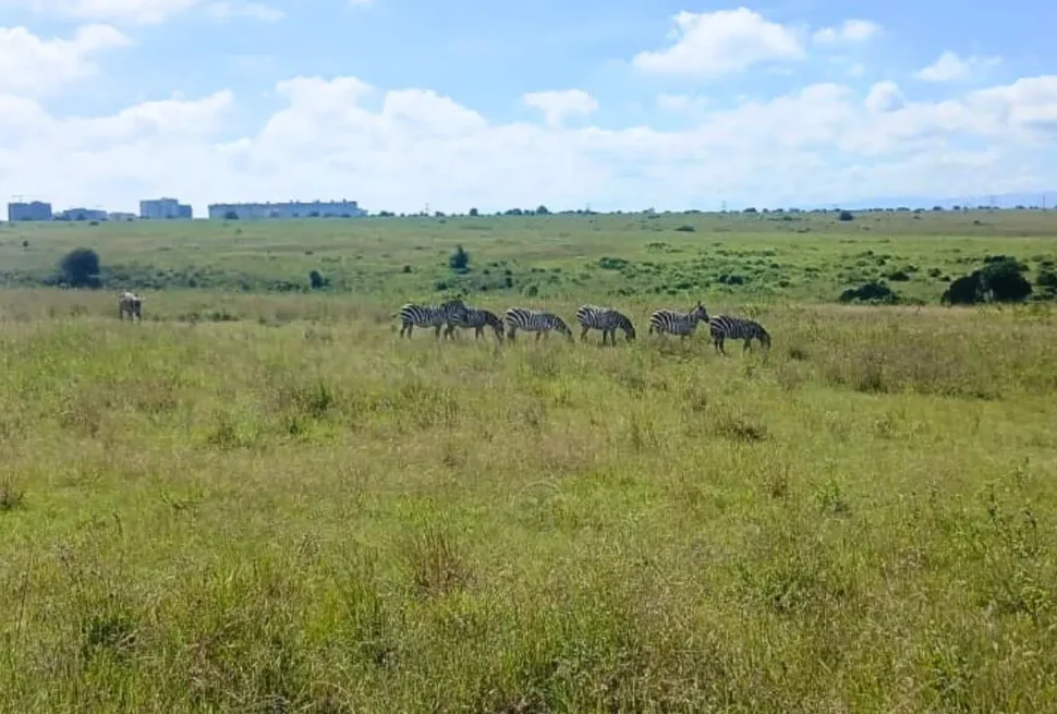 Wildlife in Nairobi National Park with city skyline – best conservation safari Kenya