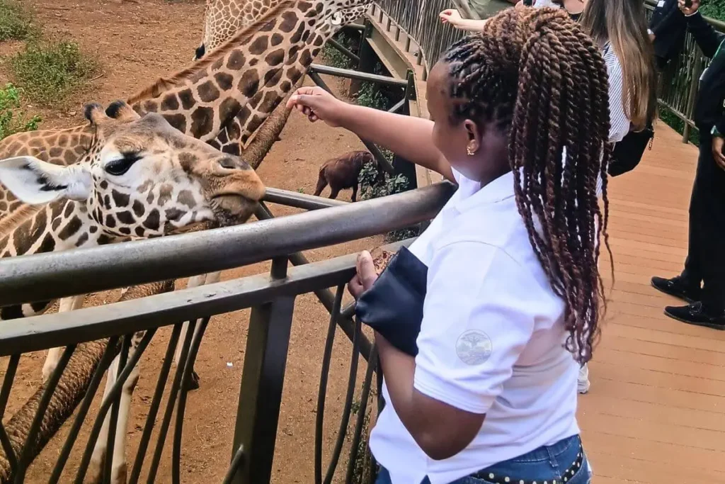 Hand feeding Giraffes at Giraffe Center- conservation safari