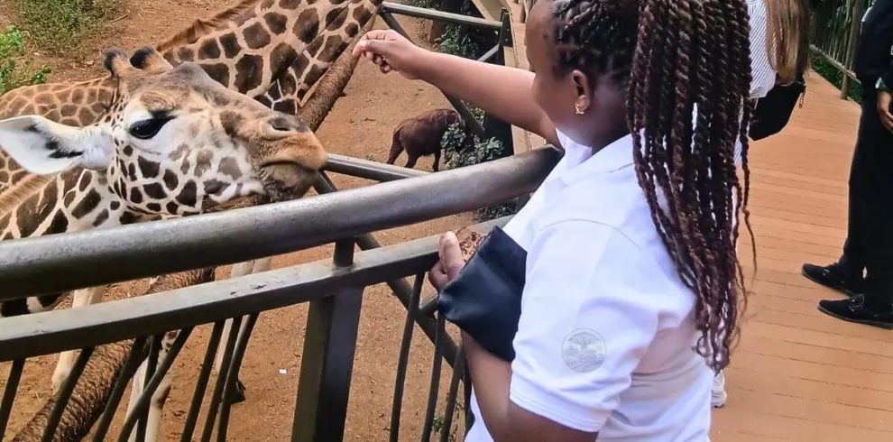 Hand feeding Giraffes at Giraffe Center- conservation safari