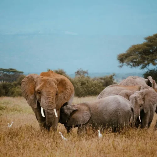 3-Day Maasai Mara Conservation Safari