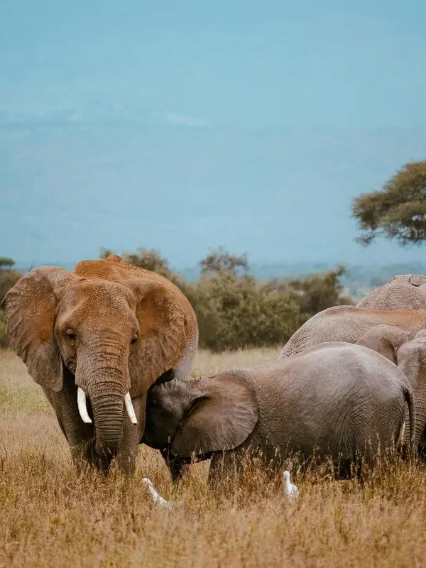 3-Day Maasai Mara Conservation Safari