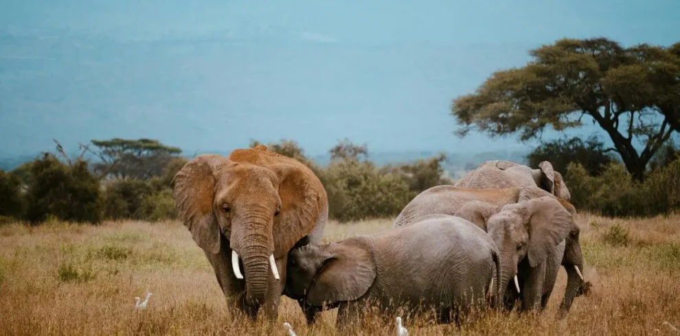 3-Day Maasai Mara Conservation Safari