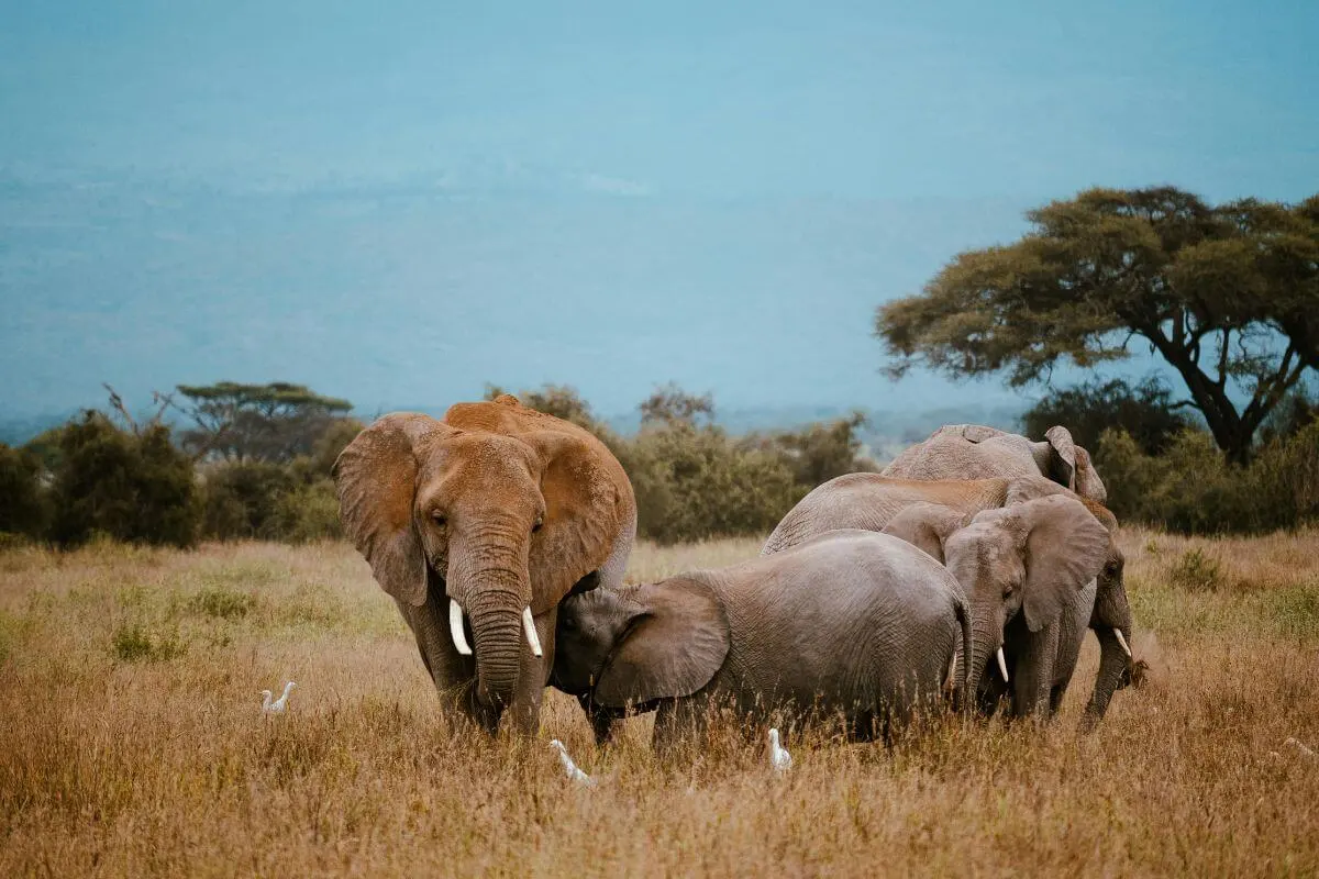 3-Day Maasai Mara Conservation Safari