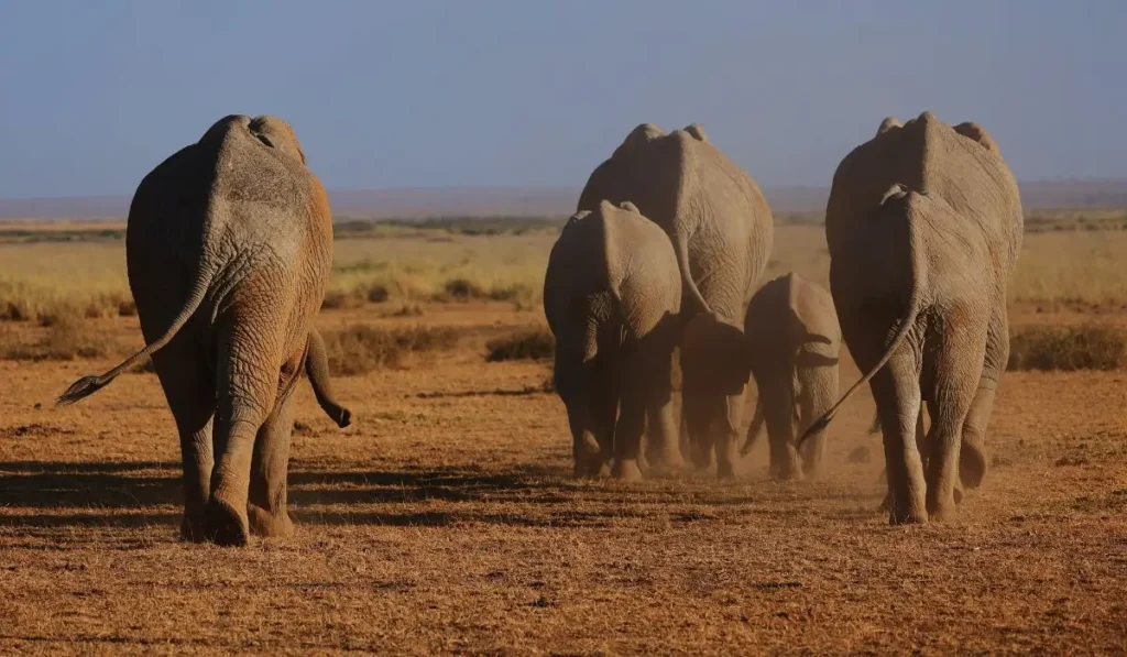 Elephants in the Park -Kenya wildlife conservation