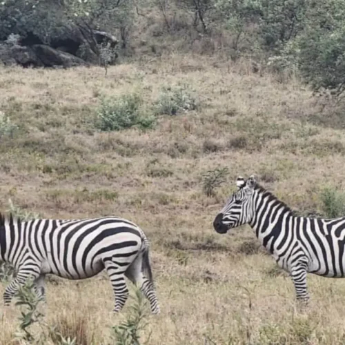 Hell's Gate & Lake Naivasha Escape
