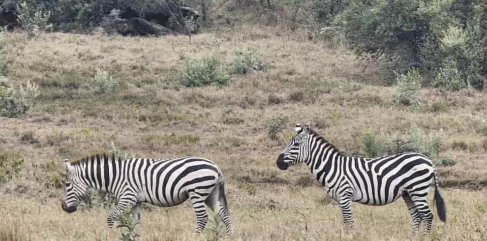 Hell's Gate & Lake Naivasha Escape