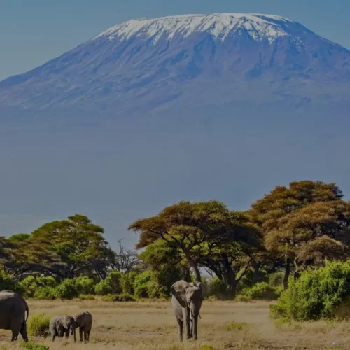 3-Day Private Amboseli Safari from Nairobi