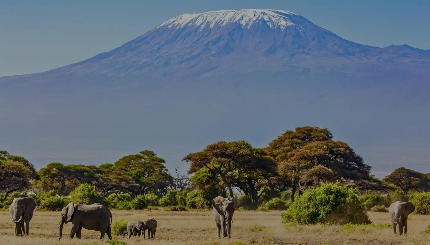 3-Day Private Amboseli Safari from Nairobi