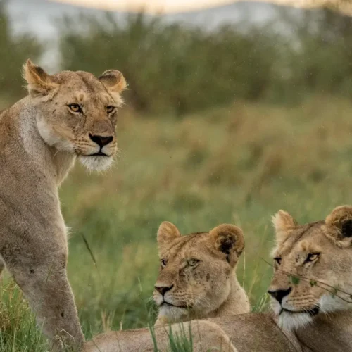 3-Day Private Maasai Mara Safari from Nairobi Wildlife, wide-open plains & your choice of stay