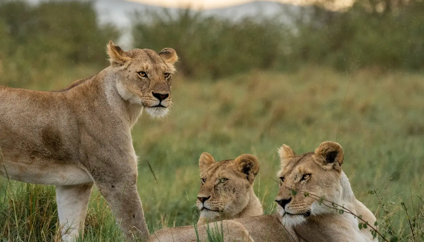 3-Day Private Maasai Mara Safari from Nairobi Wildlife, wide-open plains & your choice of stay